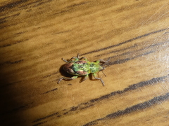 Coniatus tamarisci