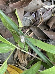 Argiope aetheroides