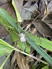 Argiope aetheroides