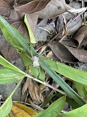 Argiope aetheroides