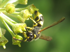 Ancistrocerus biphaleratus