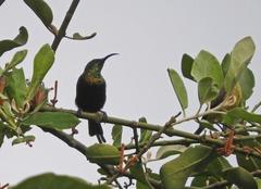 Nectarinia kilimensis