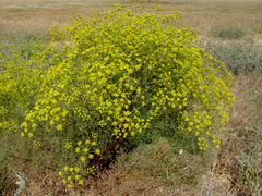 Bilacunaria boissieri