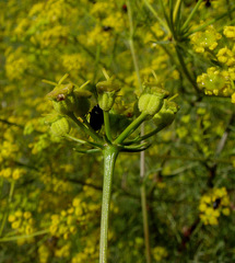 Bilacunaria boissieri