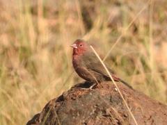 Lagonosticta rufopicta