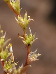 Sedella pumila