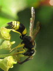 Ancistrocerus biphaleratus