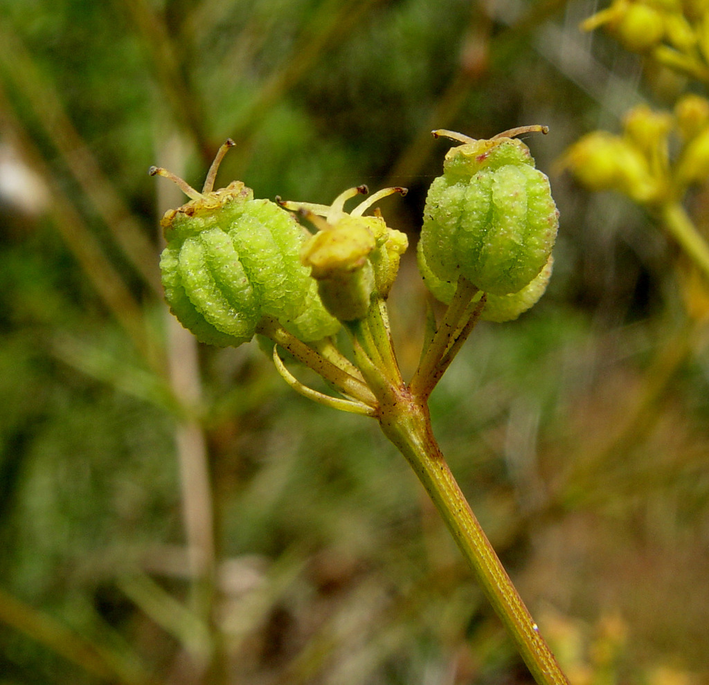 Bilacunaria