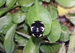 Tritomegas rotundipennis