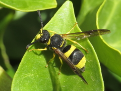 Ancistrocerus biphaleratus