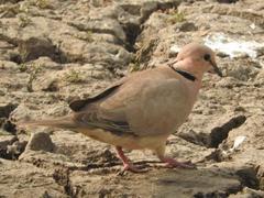 Streptopelia vinacea