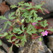 Geranium purpureum - Photo (c) Bas Kers,  זכויות יוצרים חלקיות (CC BY-NC-SA)