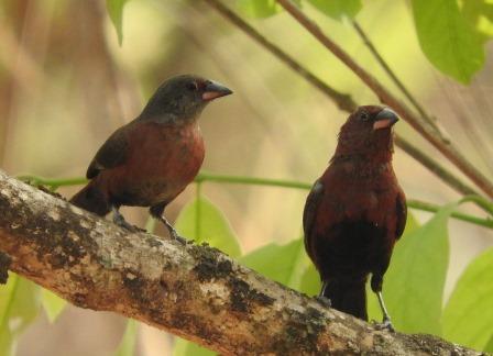 Black-Bellied Firefinch