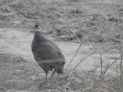 Pternistis icterorhynchus