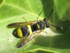 Ancistrocerus biphaleratus