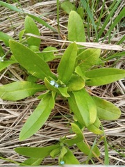 Myosotis sparsiflora