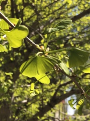 Ginkgo biloba