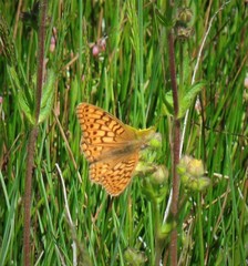 Speyeria callippe nevadensis