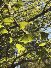 Ginkgo biloba