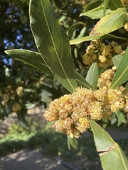 Laurus nobilis
