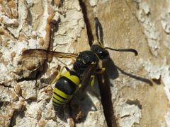 Ancistrocerus biphaleratus