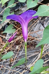 Ipomoea lozanii