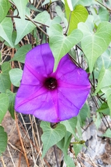 Ipomoea lozanii
