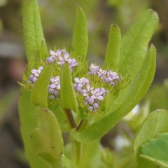 Valerianella pumila