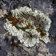 Arctoparmelia centrifuga
