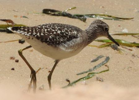 Wood Sandpiper, photo 9 of 10