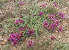 Astragalus suprapilosus