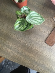 Peperomia argyreia