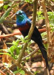 Cinnyris erythrocercus