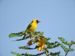 Ploceus castanops