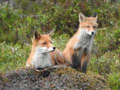 Vulpes vulpes vulpes