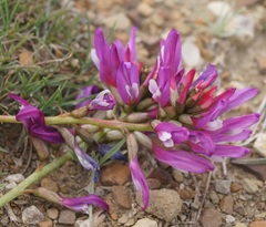 Astragalus suprapilosus