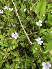 Bacopa monnieri image