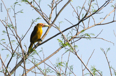 Pteroglossus bailloni