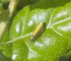 Scaphytopius elegans