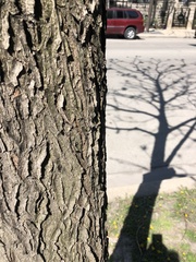 Gymnocladus dioicus