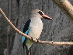 Halcyon senegalensis