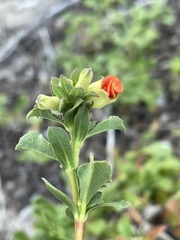 Hermannia ternifolia