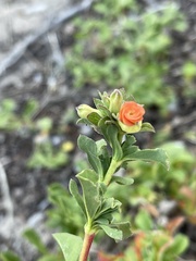 Hermannia ternifolia