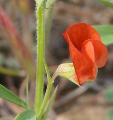 Lathyrus sphaericus