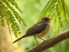 Turdus pelios