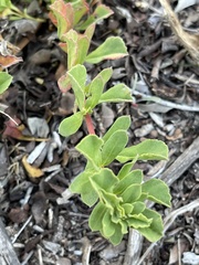 Hermannia ternifolia