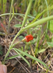 Lathyrus sphaericus