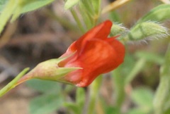 Lathyrus sphaericus