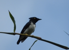 Black-And-White Shrike-Flycatcher photo 2