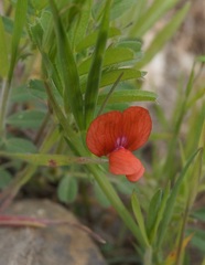 Lathyrus sphaericus
